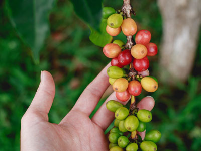 グアテマラコーヒー　産地　農園